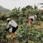 Coffee Tour Salento, Colombia